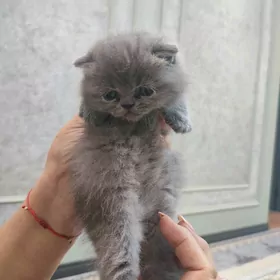 шотландские котята