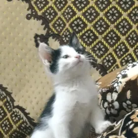 котенок