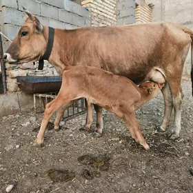 göleli sygyr