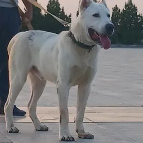 Türkmen it