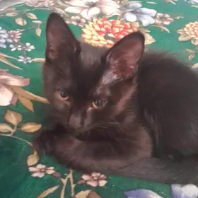 кошка