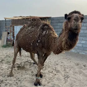 düye