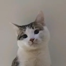 Pişik