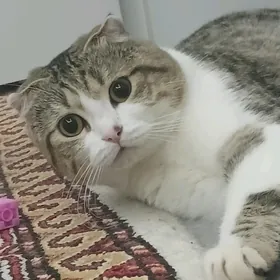 Висловухий Кот 