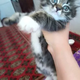 котёнок а там хорошие руки