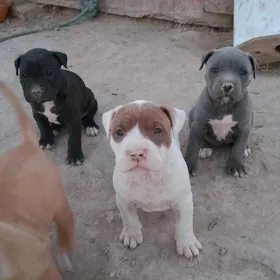 Pitbull 