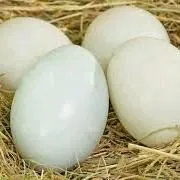 gaz yumurta гусь