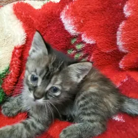 Котёнок
