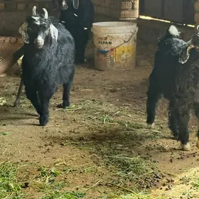 Çebiş