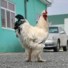 Brama