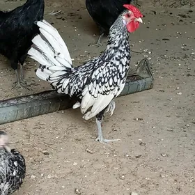 хамбурк карлик