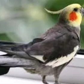 karela popugay