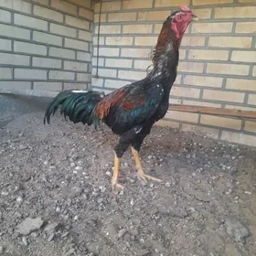 ЖУЖЕ