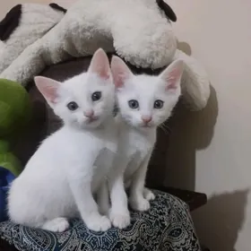 Котята