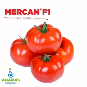 Mercan F1