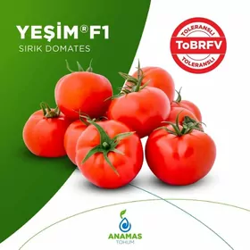 Yeşim F1