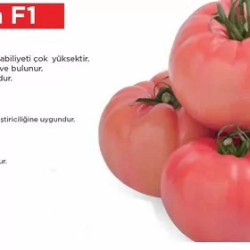 Acelya F1