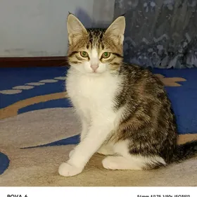 pişik