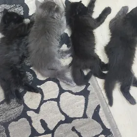 котята
