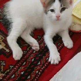 Котята