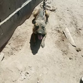 Pitbull