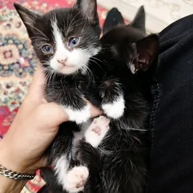 котята
