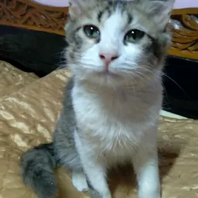 Кот