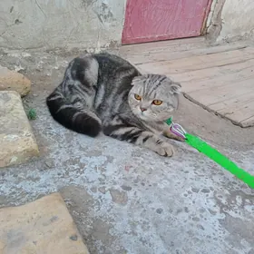 шотландец