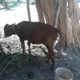 ojek