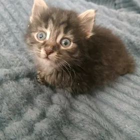 отдам котенка