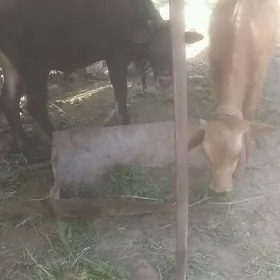 1.5 ýaşan öküz