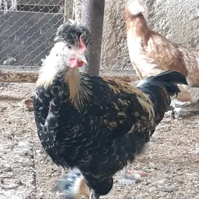 Brama towuk horaz.