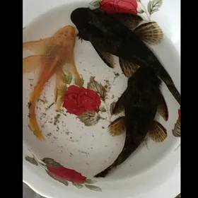 рыбки
