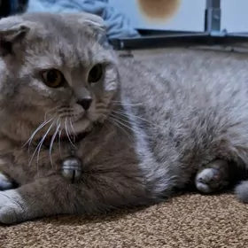 шотландский вислоухий кот