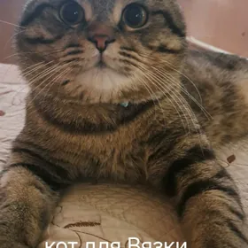 Вислоухий
