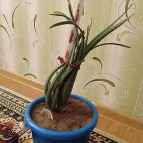 Aloe