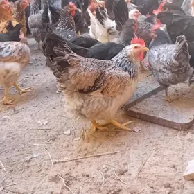 GEGANT TOWUKLAR