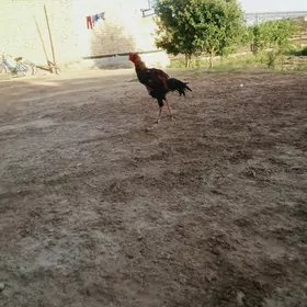 Baýsy
