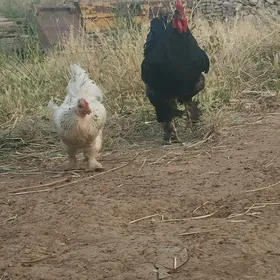 Brama towuk yumurtga