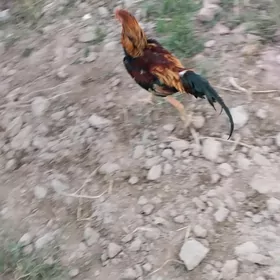 Horaz