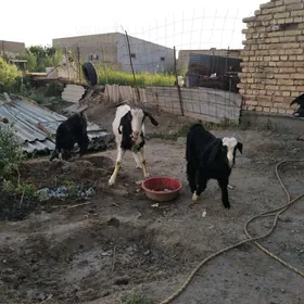 GEÇILER
