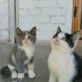 ИЩЕМ ДОМ КОТИКАМ!!!