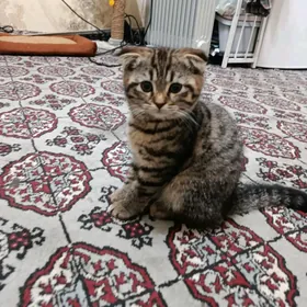 вислоухие котёнок
