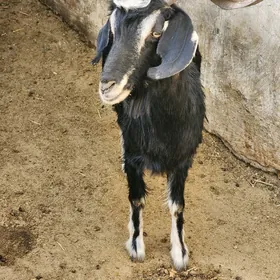 ARASAJA GEÇY OWLAKLY