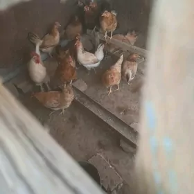towuk guzĺayjy