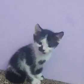 котята
