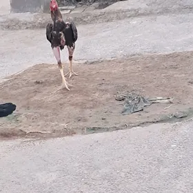 Horaz