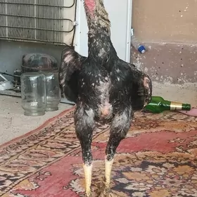 Taşgent