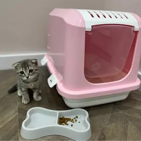 Koshka