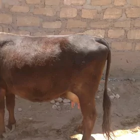 Tanaly sygyr